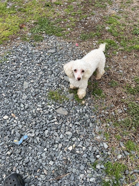 Princess Peach (Peaches)